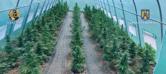 Marihuána ültetvényre bukkantak a rendőrök